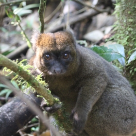 Greater Bamboo lemur